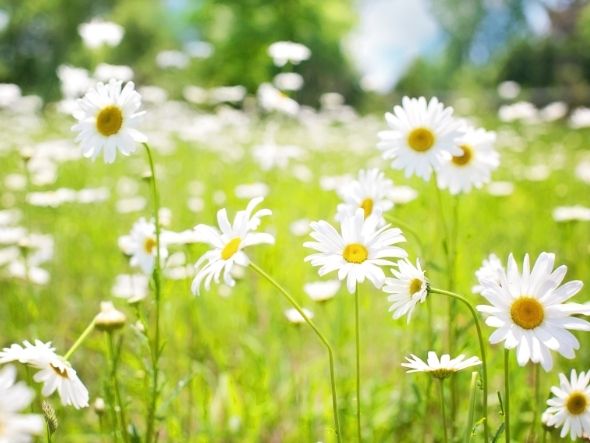 daisies in field